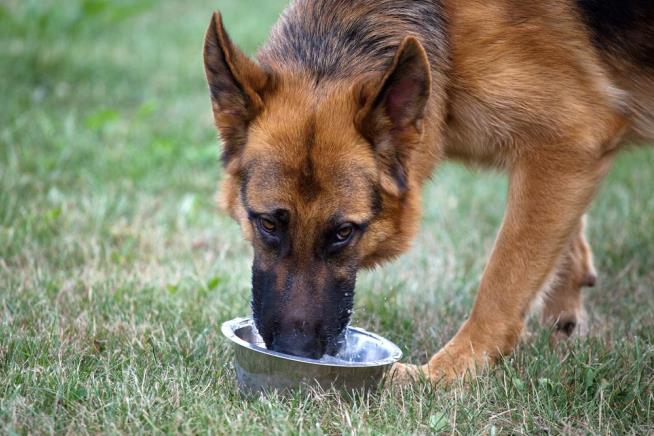 Lead Toxicity Showing Up in Flint Area's Dogs