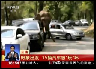 Spurned Elephant Takes It Out on Cars