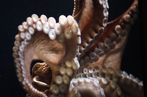 Fearing Cannibalism, Aquarium Cancels Octopus Sex Show