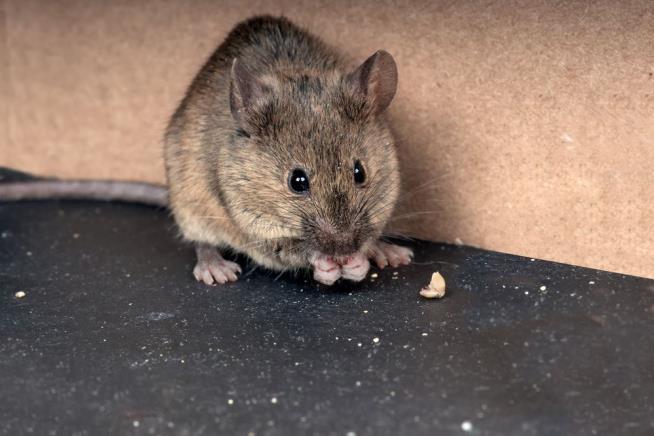 Brussels' New Traffic Nightmare: Hungry Mice