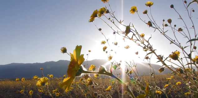 Super Hot, Super Dry Death Valley Is in 'Super Bloom'