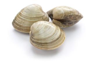 which clams have pearls