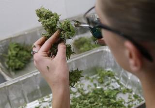 Australia Legalizes Medical Marijuana