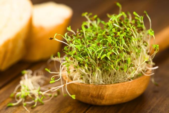 Latest E. Coli Culprit: Alfalfa Sprouts