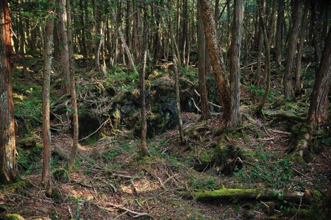 'Suicide Forest' Gets Another Look