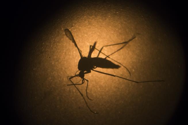 More Common Mosquito May Carry Zika Virus