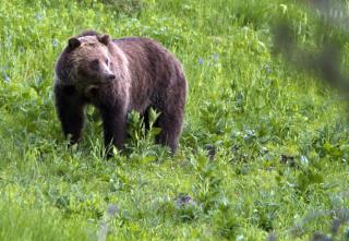 Grizzly News 'Bigger Than Recovering the Bald Eagle'