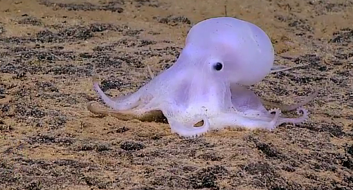 Ghostlike Octopus From the Deep Shocks Scientists
