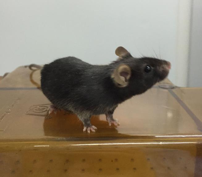 Scientists Can Now Control Mouse Minds With Magnets