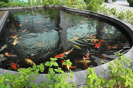 2-Year-Old 'Miracle' Twins Drown in Koi Pond