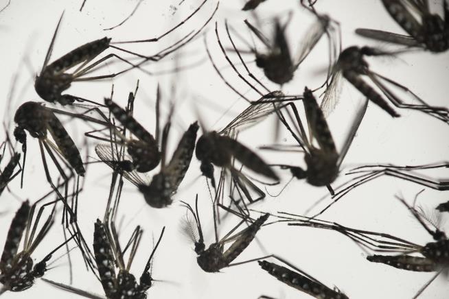 CDC: To Dodge Zika, Get Altitude
