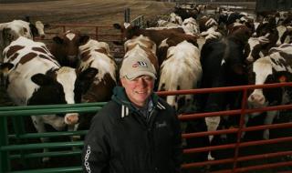 USDA to Ban 'Downer' Cattle