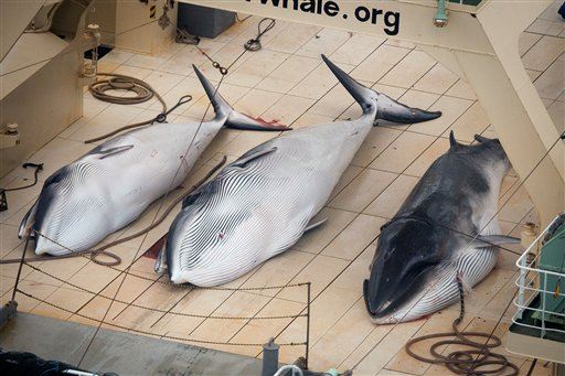 Japan Kills 333 Whales in the Name of 'Science'