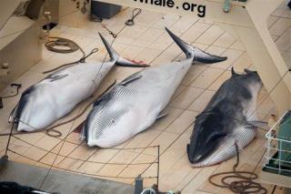 Japan Kills 333 Whales in the Name of 'Science'