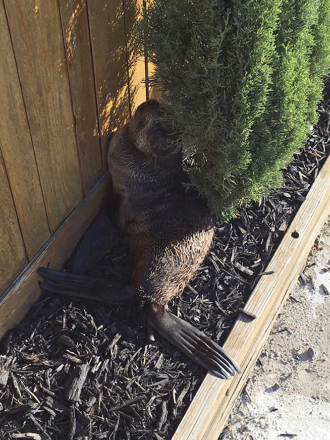 Baby Seal Found in Front Yard, 4 Miles From Water