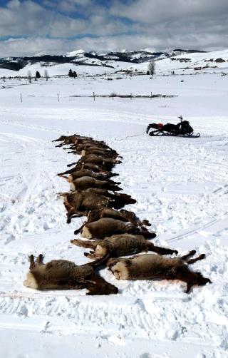 Entire Elk Herd Wiped Out by Wolves in 'Sport Killing'