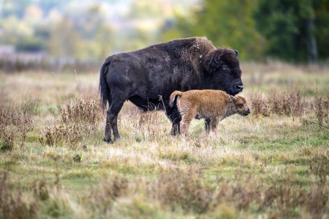 After More Than a Century, Bison Are 'Coming Home'