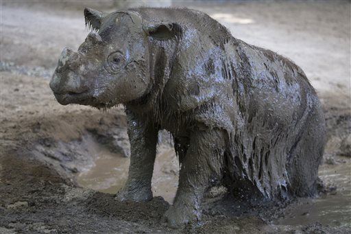 Extremely Rare Rhino Found Last Month Dies