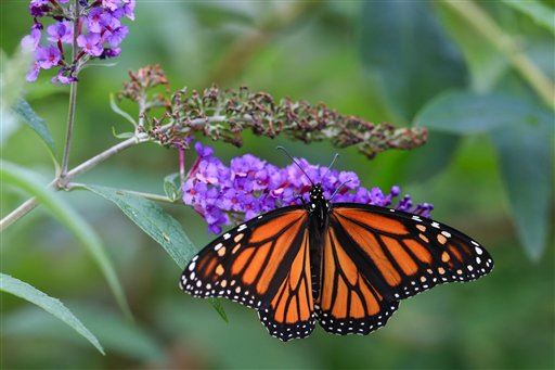 Scientists Crack Monarch Butterflies' Big Secret