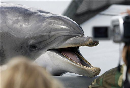 Russia's Military Buys 5 Dolphins, but It's Unclear Why
