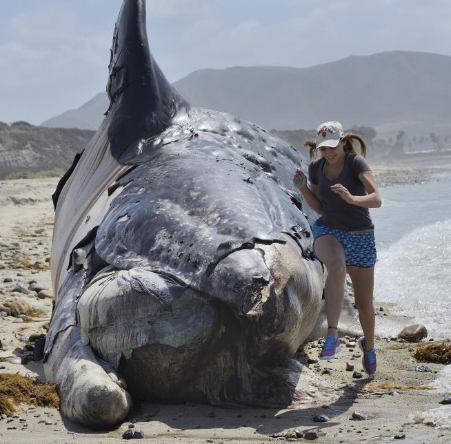 Big Problem in California: Massive Whale Carcass