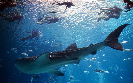 Ocean Sharks Face Extinction