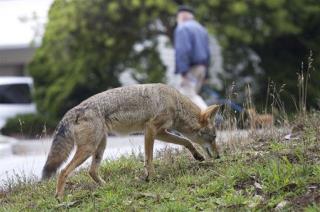 Feds Need Public Help Collecting Coyote Poop
