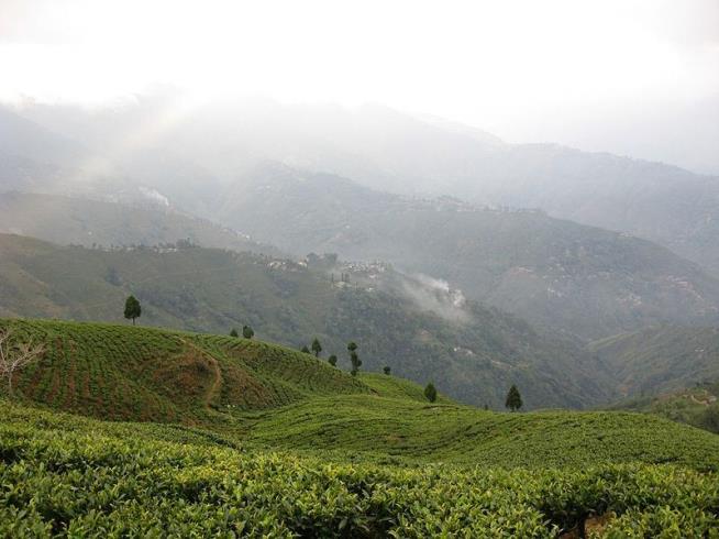 For First Time, You Can Buy World's Priciest Tea