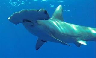 Hammerhead Shark Likely Doomed by Woman's Need for Pics