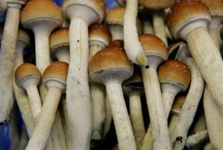 Magic Mushrooms Could Be the Answer to Severe Depression