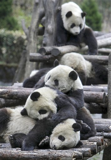 Six Pandas Moved From Rattled Reserve