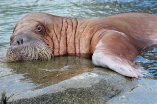 Walrus 'Hug' Kills 2 at Wildlife Park
