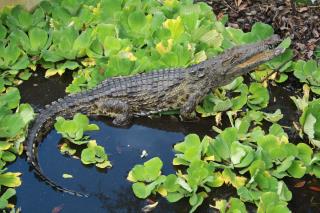Man-Eating Crocodiles Have Invaded Florida