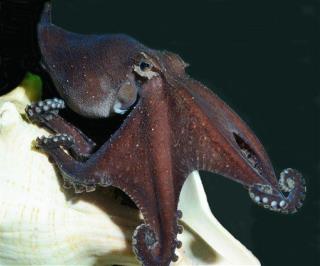 Surprise Ocean News: The Octopus Is Booming