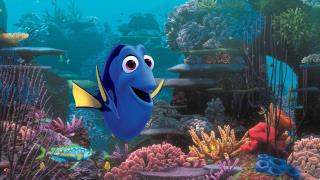 Finding Dory Could Spell Doom for Her Real-Life Counterparts