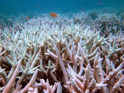 Bleaching Kills a Third of Barrier Reef Coral