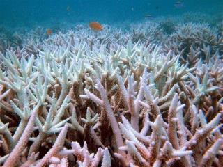 Bleaching Kills a Third of Barrier Reef Coral
