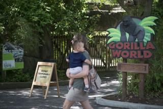 Zoo Faces Backlash for Killing Gorilla to Save Boy