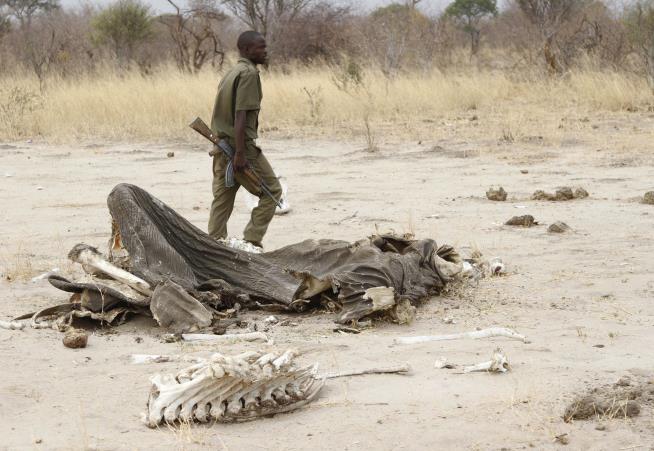 Poachers Use Cyanide to Kill 5 Elephants