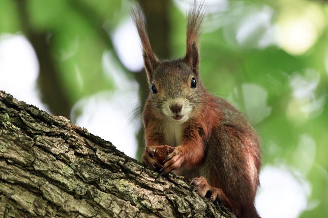 Squirrel Dinner Could Cost Woman $2M