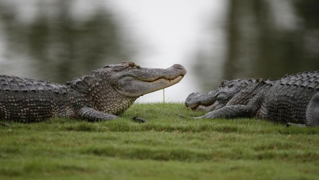 Alligators Spotted Eating Human Body in Florida