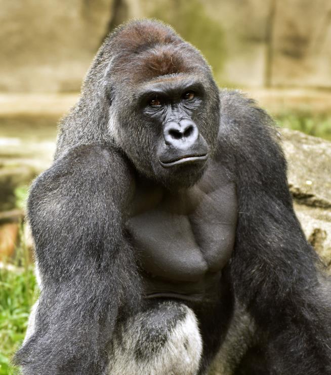Source: Cops Don't Recommend Charges in Harambe Case