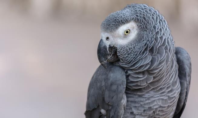 Family Says Parrot Is Key Witness in Man's Murder