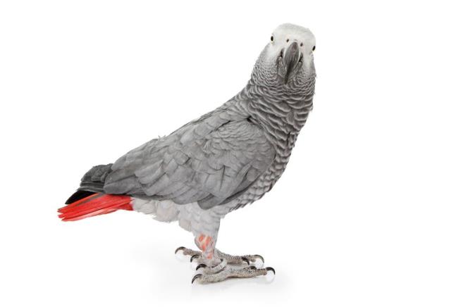 A Parrot's Phrase: 5 Craziest Crimes of the Week