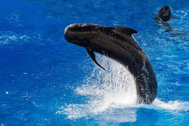 Bubbles the Pilot Whale Dies After 30 Years at SeaWorld