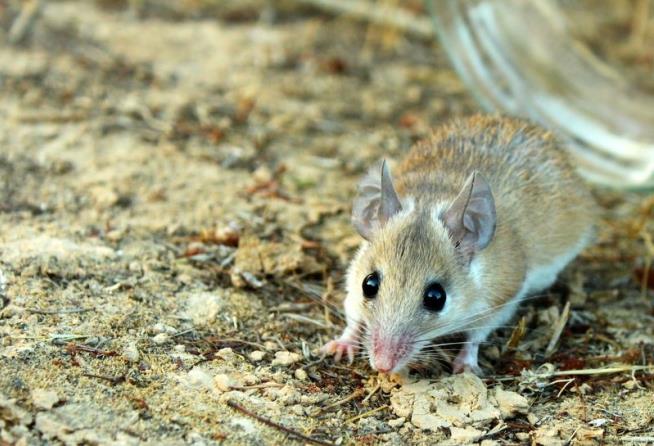 Scientists Find a Mouse That Gets Periods