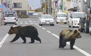 'Severe' Bear Attacks Kill 4 in Japan