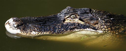 In Florida Gator Attack, Boy Fell Victim to 'Perfect Storm'