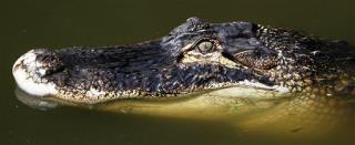 In Florida Gator Attack, Boy Fell Victim to 'Perfect Storm'