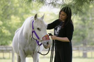 Jon Stewart's Rescue Horse Dies in Fall